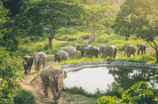 Koh Samui: Elephant Kingdom Sanctuary Halbtagestour