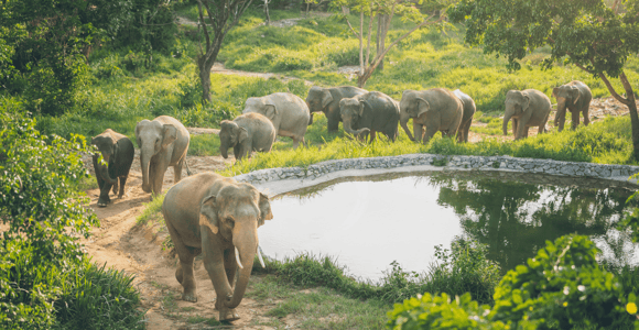 Koh Samui: Elephant Kingdom Sanctuary Half-Day Tour