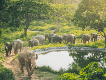 Koh Samui: Elephant Kingdom Sanctuary Half-Day Tour