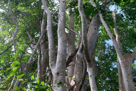 Malindi/Watamu: Half day adventure in Arabuko Sokoke Forest