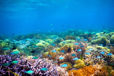 Przygoda z nurkowaniem na Wyspach Gili„Przygoda z nurkowaniem na Wyspach Gili”