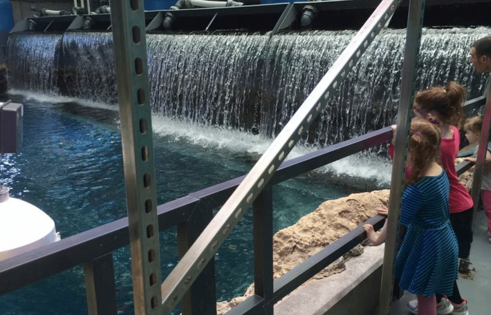 Atlanta Aquarium Behind the Seas Tour GetYourGuide