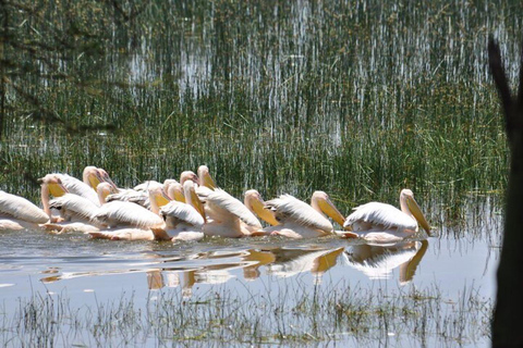 Nairobi: Lake Nakuru Small Group & optional Boat Ride