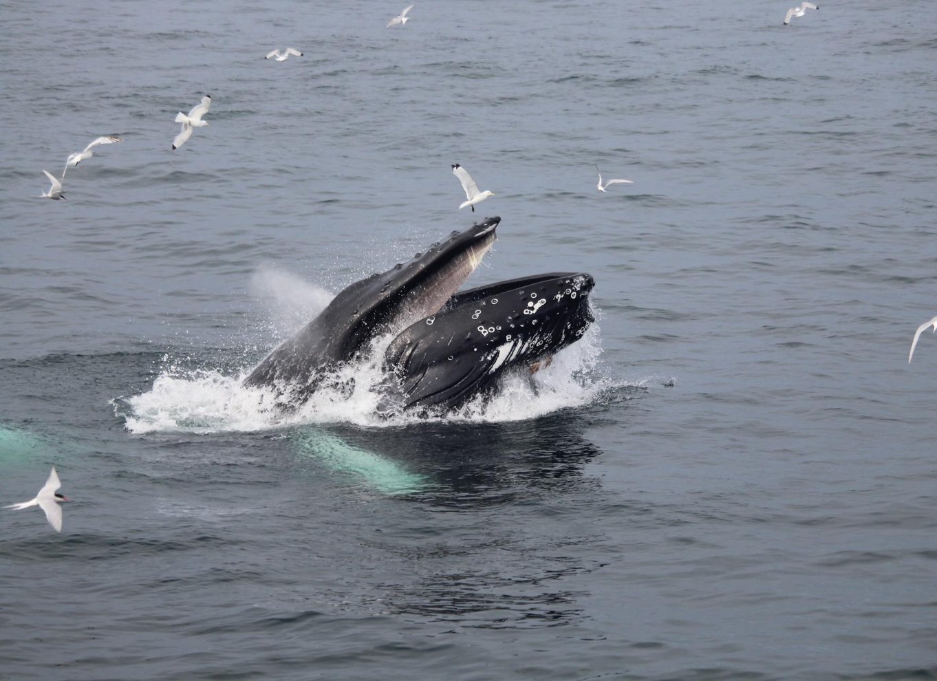 Reykjavik: den originale 3-timers hvalsafari