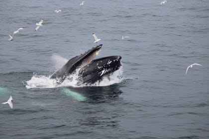 Reykjavik: 3-hour Whale Watching Tour 