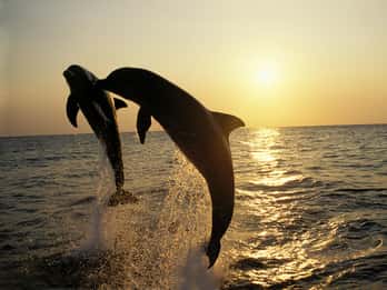 Sunset Dolphin Cruise with Dinner – Medulin Archipelago