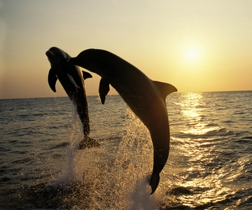 Sunset Dolphin Cruise med middag - Medulin Archipelago