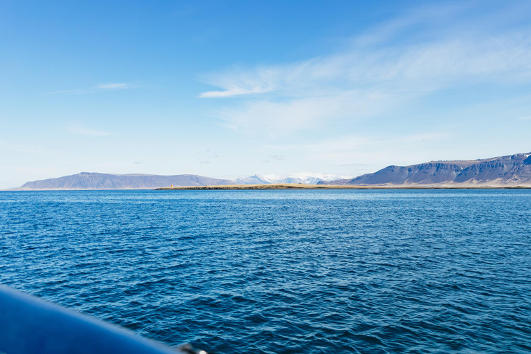 Reykjavik : Tour en bateau pour observer les baleines