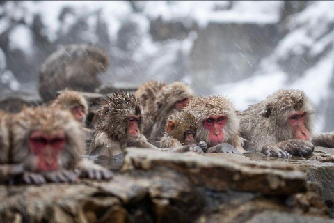 Tokyo: Nagano Day Trip with Snow Monkey Park & Temple.