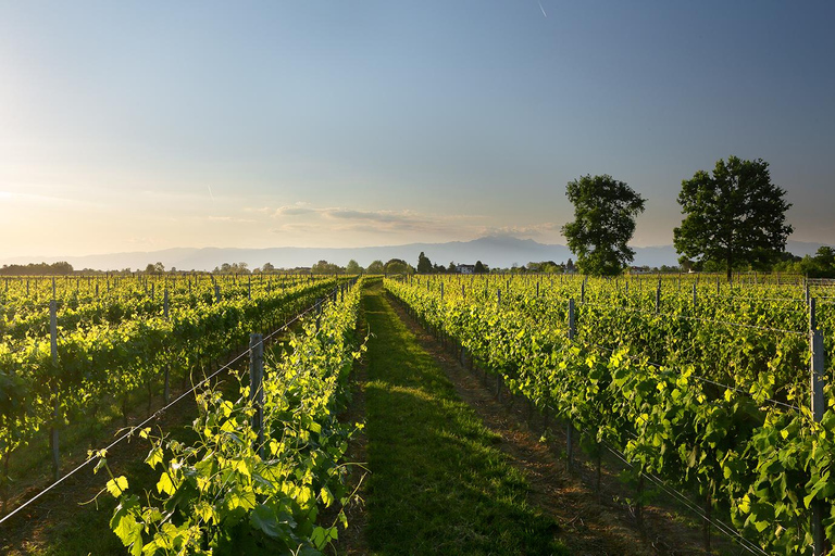 Pramaggiore: Ornella Bellia vingård Guidad tur &amp; provsmakningOrnella Bellia vingård Guidad tur &amp; 6-vins provning