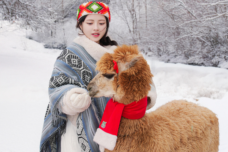 Seoul: Alpaca World, Railbike and opt Garden of Morning Calm Alpaca+Bike Shared Tour, Meet at Dongdaemun