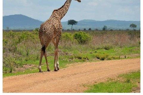 Day Trip Safari from zanzibar to mikumi using ferry and car