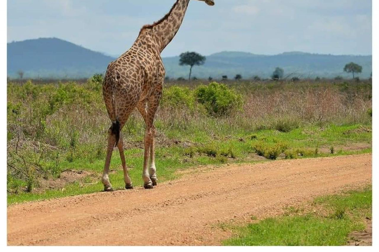 Day Trip Safari from zanzibar to mikumi using ferry and car