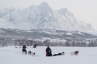 De Tromsø, aventure de traîneau de chien amusant et facile - Hizvo