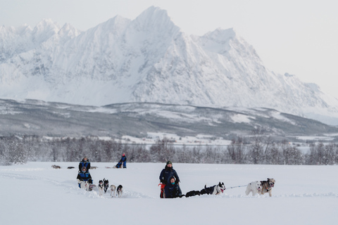 De Tromsø: Aventura divertida e fácil de trenó puxado por cãesPasseio de Trenó com Cães - 10h