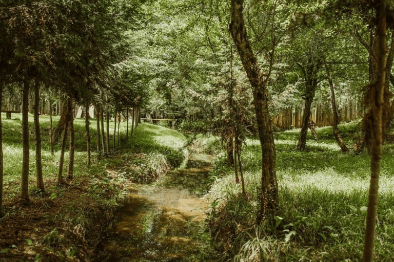 Palenque: Sentiero della giungla di Lacandona - Avventura ecoturistica