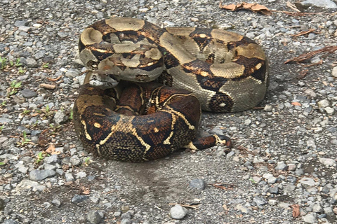 San José: La Fortuna Transfer with Coffee Tour at Doka Farm
