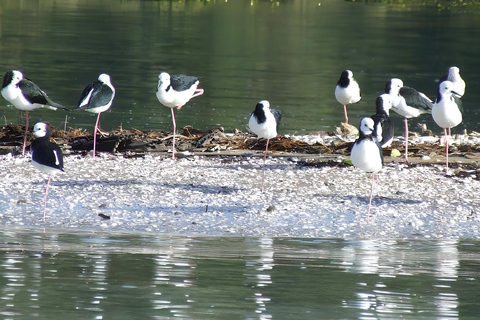 Okura kajaksafari op de rivier