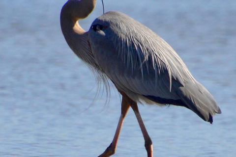 From Naples, FL: Marco Island Mangroves Kayak or Paddle Tour Easy Ride Pedal Kayak Tour