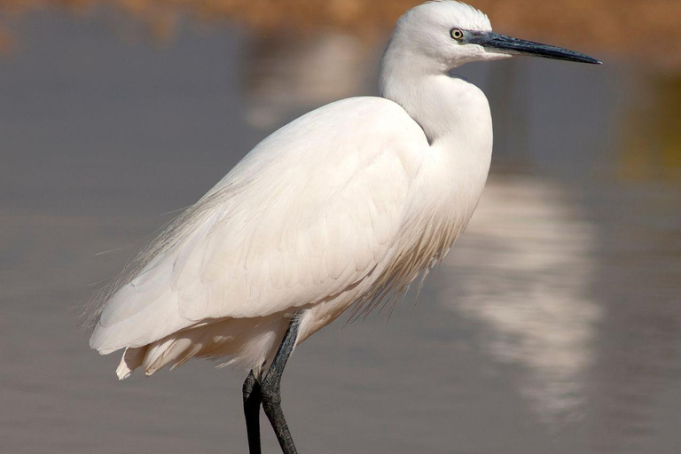 Camargue - Boat trip with meal on board | Maison Flottante Camargue
