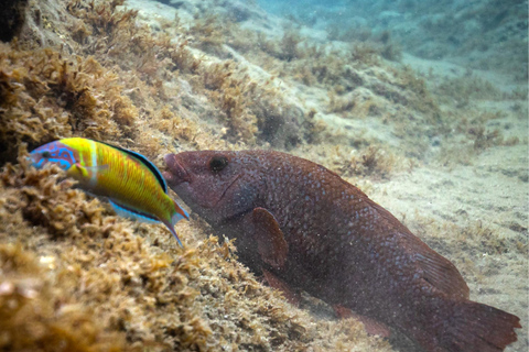 Vila Franca Islet: Snorkeling Inside the Crater