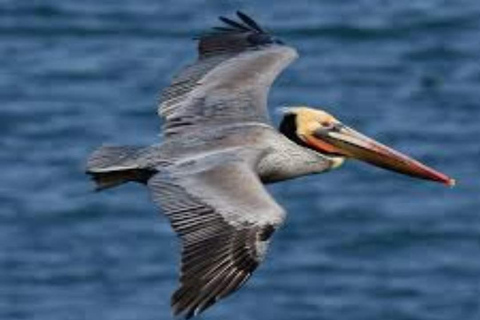 Private: Catalina Island Snorkeling &amp; BBQ Boat Tour