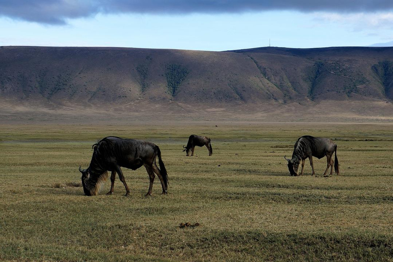 Safári com orçamento de grupo de 8 dias pelo Quênia e Tanzânia