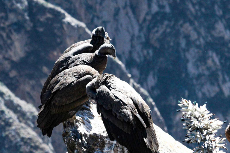 De Arequipa: Excursão ao Canyon do Colca com café da manhã e almoçoExcursão ao Canyon de Colca com café da manhã e almoço (Opção 2)