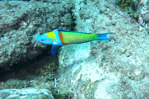 Tenerife: Privé Duiken - Gecertificeerd Instructeur &amp; Foto&#039;s