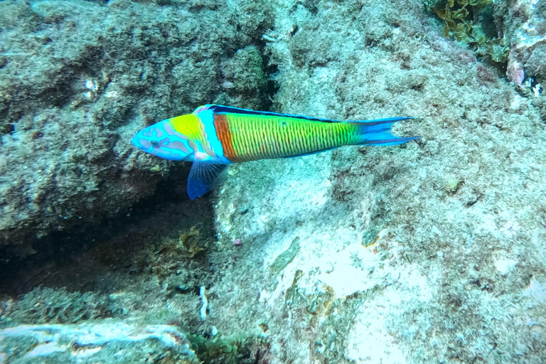 Tenerife: Privé Duiken - Gecertificeerd Instructeur &amp; Foto&#039;s