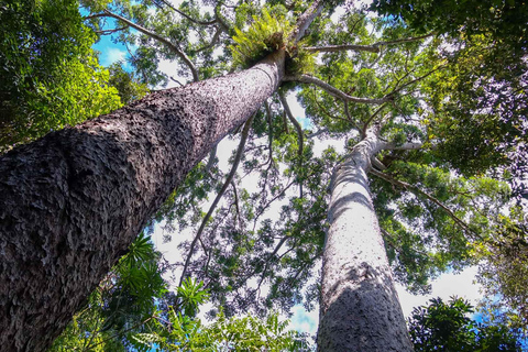 Da Cairns: Escursione di un giorno alle Tablelands di Atherton e al Parco di Paronella