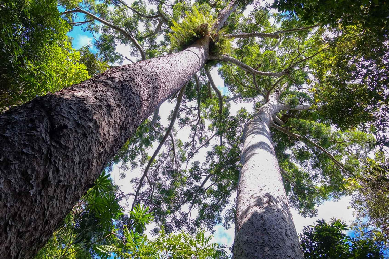 Vanuit Cairns: Dagtrip naar Atherton Tablelands en Paronella Park