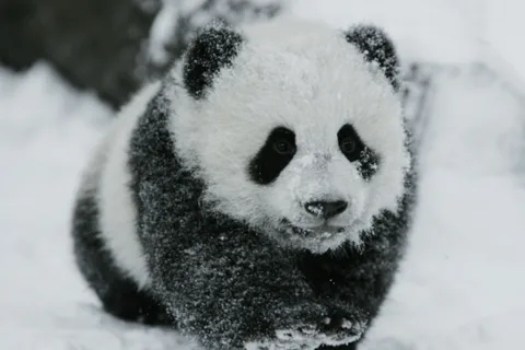 Chengdu: Reserva y Entrada a la Base del Panda Gigante