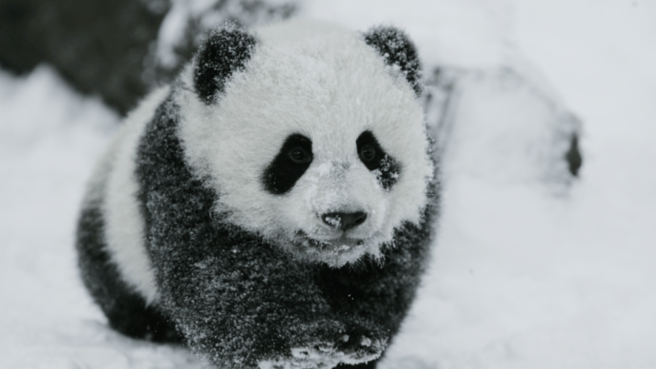 Chengdu: Reservierung und Eintritt zur Giant Panda Base