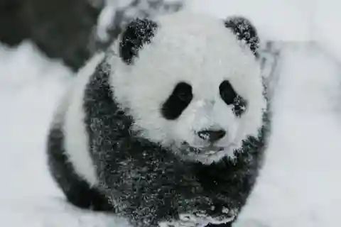 Chengdu: Reserva y Entrada a la Base del Panda Gigante