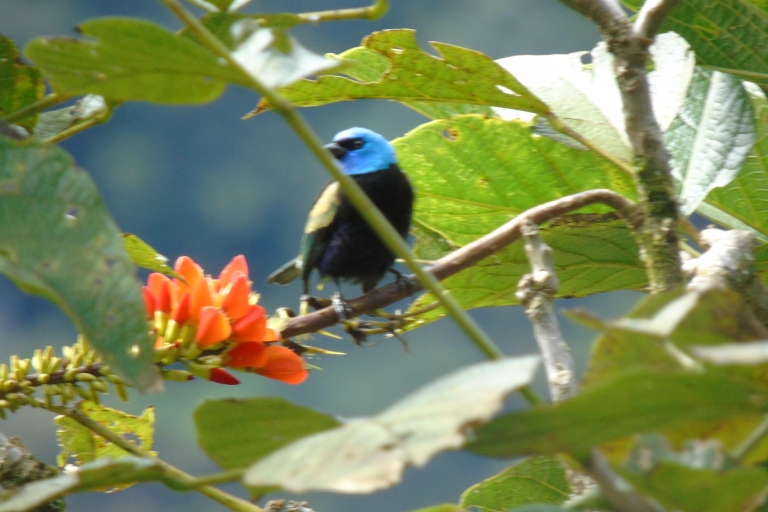 Mindo Cloud Forest and Birding Circuit Tour Mindo Cloud Forest and Birding Circuit Tour-Tickets & lunch