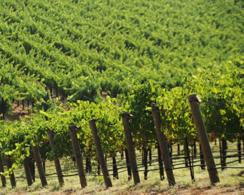 From Napa: Santa Rosa Wine Tasting Tour image 1