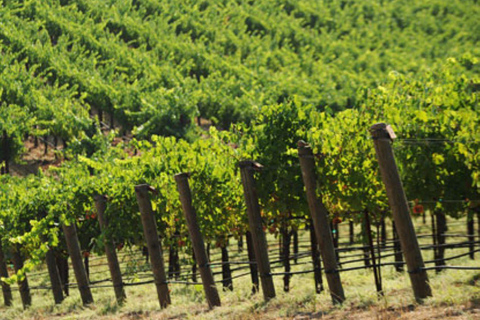 From San Francisco: Private Wine Tour to Guerneville