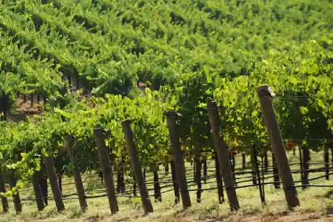 From Napa: Santa Rosa Wine Tasting Tour