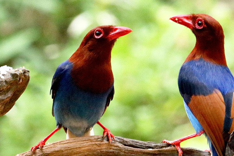 From South Coast: Sinharaja Rainforest Day Trip From Galle: Sinharaja Day Trip