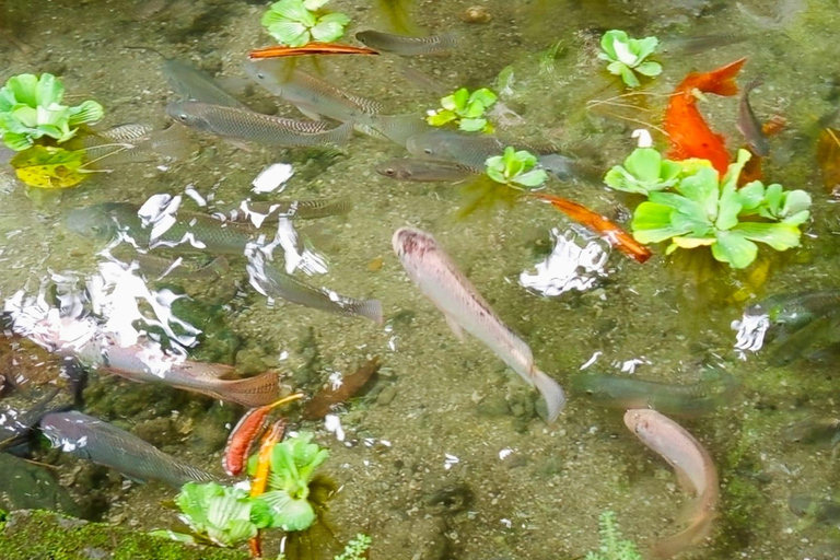 Port Vila: Mele Cascades, Snorkeling, and Fish Feeding Tour