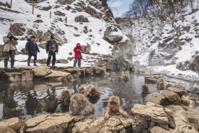 Från Tokyo: Dagstur till Snow Monkey Park och Miso-produktionDagstur i en Toyota Vellfire