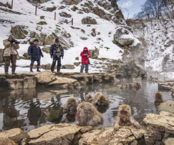 De Tóquio: Tour particular ao Parque dos Macacos da Neve e ao Templo Zenko-ji