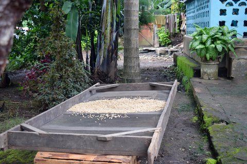 Arusha: Tour do café e/ou aula de cerâmica com almoçoTour do café com almoço