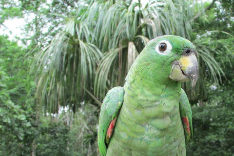 Vanuit Iquitos | Excursie naar het Apeneiland Hele dag