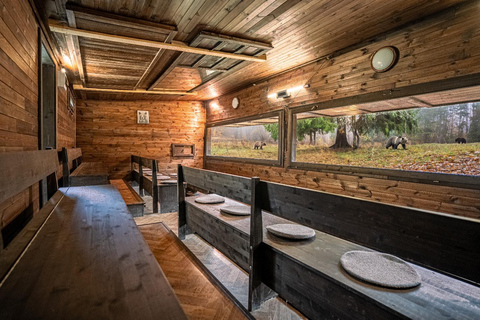 Brașov: 4-Hour Bear Watching Tour in Carpathian Mountains
