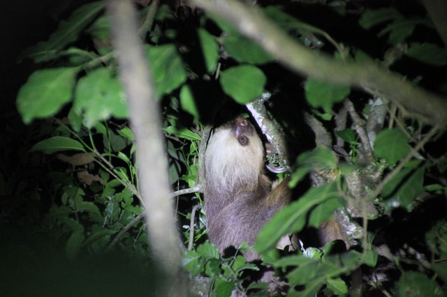 Monteverde nachtwandeling in een bos met hoge biodiversiteit