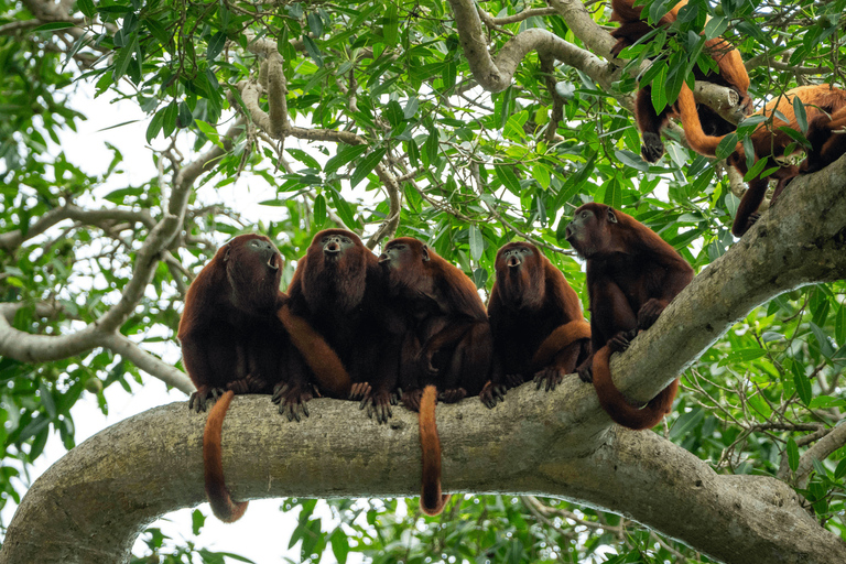 Tour en Kayak +Isla de los Monos full day