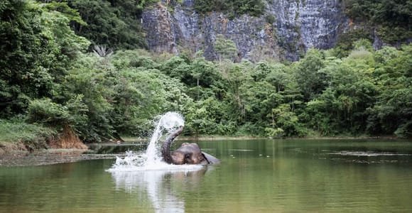 Krabi: Ethical Elephant Sanctuary & Tiger Cave Temple Tour