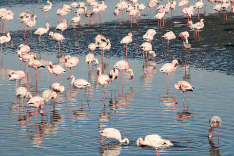 Private Sandwich Harbour 4x4 Tour with Lunch - Walvis Bay